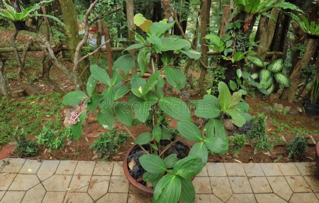 Parijoto Gunung Muria