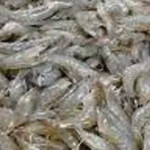 Pembenihan Udang Windu