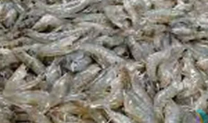 Pembenihan Udang Windu Pembenihan Udang Windu
