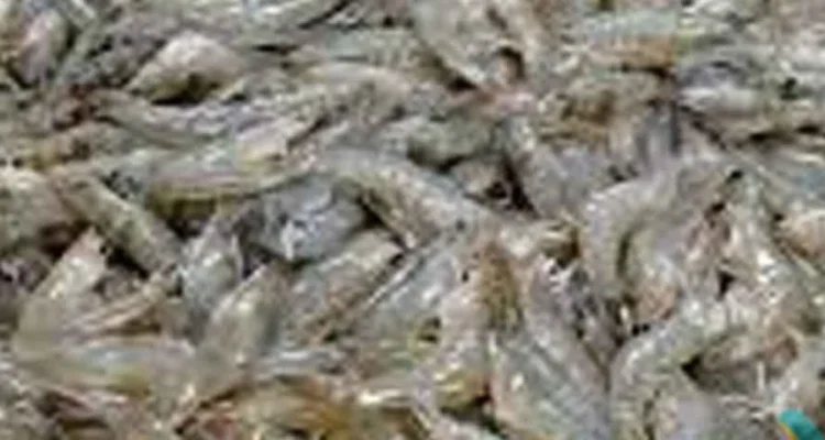 Pembenihan Udang Windu