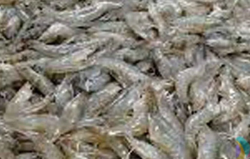 Pembenihan Udang Windu