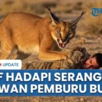 Pemburu Binatang Buas