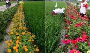 Pengendalian Hama Tanaman Hias