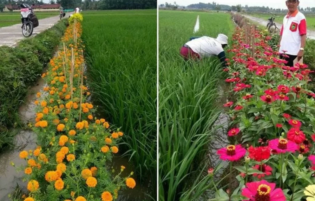 Pengendalian Hama Tanaman Hias