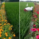 Pengendalian Hama Tanaman Hias