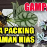 Pengiriman Tanaman Hias