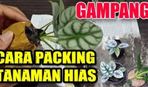 Pengiriman Tanaman Hias