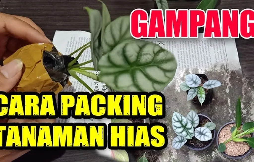 Pengiriman Tanaman Hias