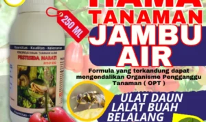 pestisida dari jambu