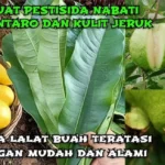 pestisida nabati dari jambu