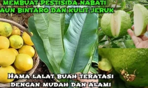 pestisida nabati jambu