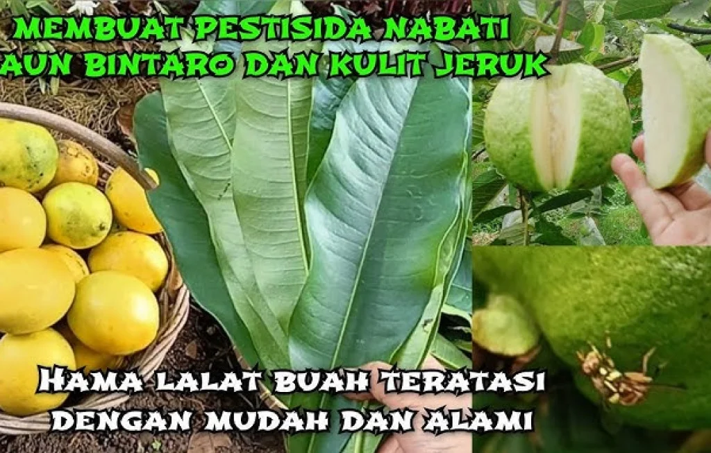 pestisida nabati jambu
