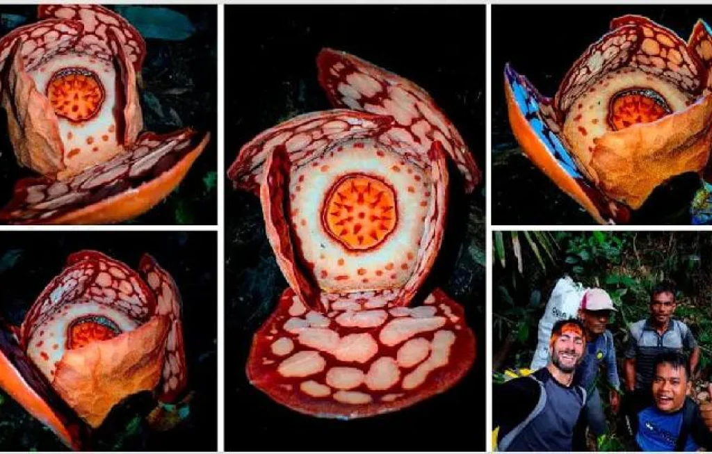 Raflesia Langka Sumatra Barat