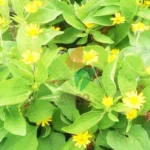 Seribu Bibit Tanaman Hias