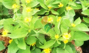 Seribu Bibit Tanaman Hias