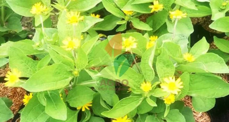 Seribu Bibit Tanaman Hias