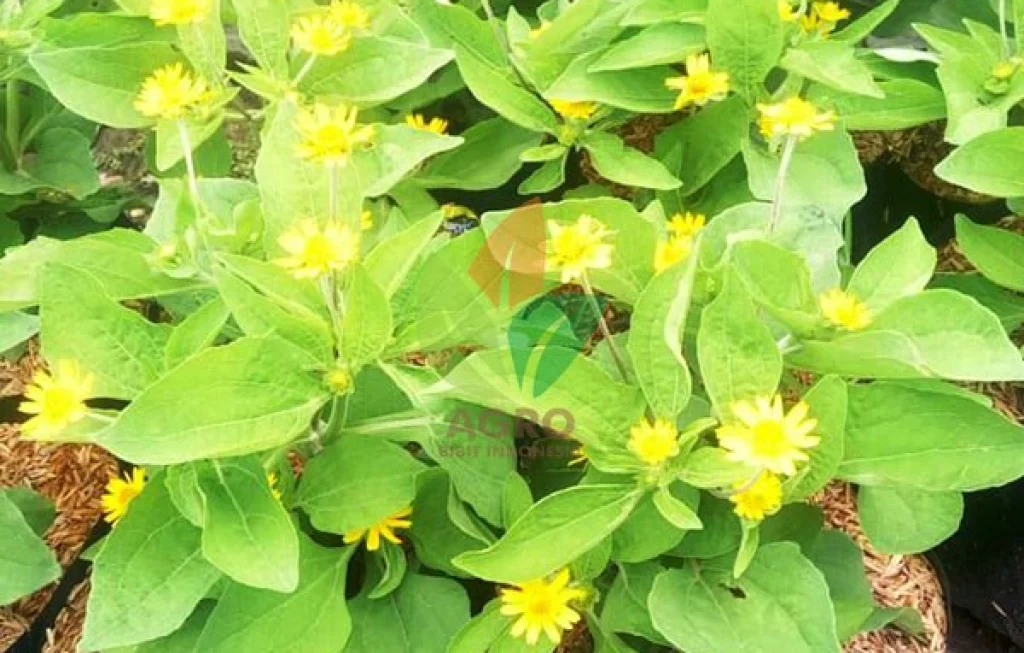 Seribu Bibit Tanaman Hias