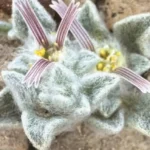 spesies tumbuhan baru