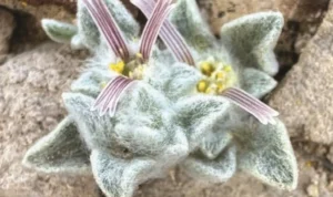 spesies tumbuhan baru