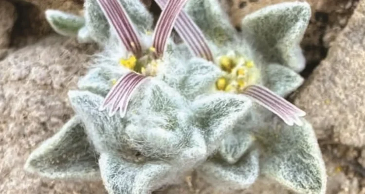 spesies tumbuhan baru