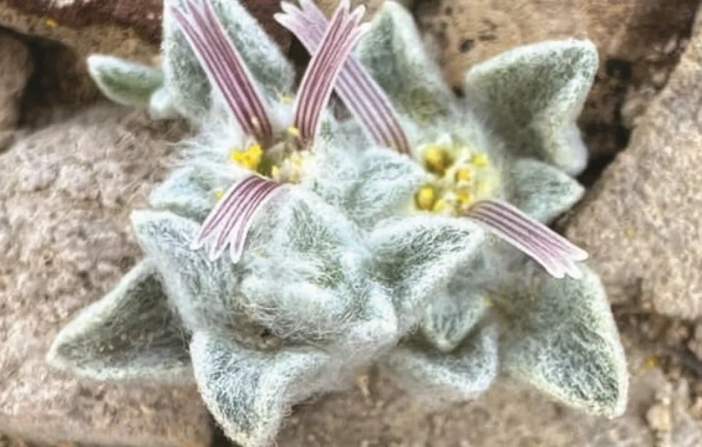 spesies tumbuhan baru