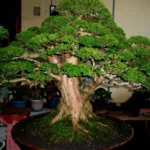tanam pohon hias