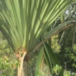 Tanaman Endemik Sumatera Papua