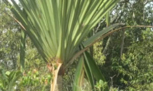 Tanaman Endemik Sumatera Papua