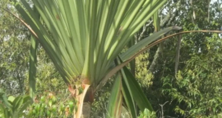 Tanaman Endemik Sumatera Papua