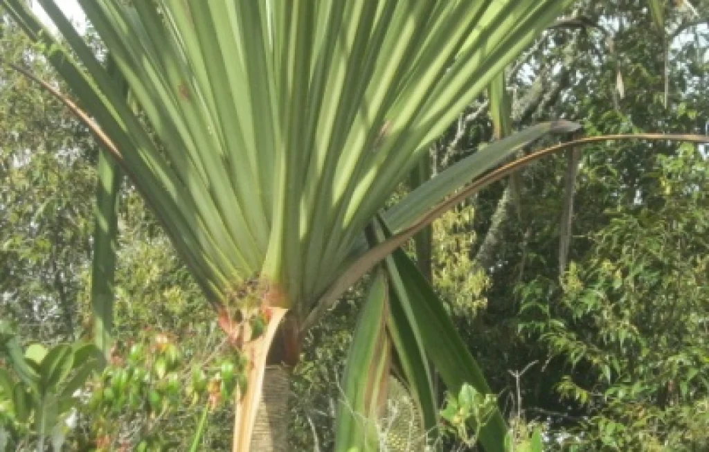 Tanaman Endemik Sumatera Papua