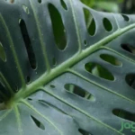 tanaman hias asli Indonesia