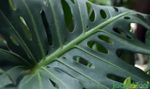 tanaman hias asli Indonesia