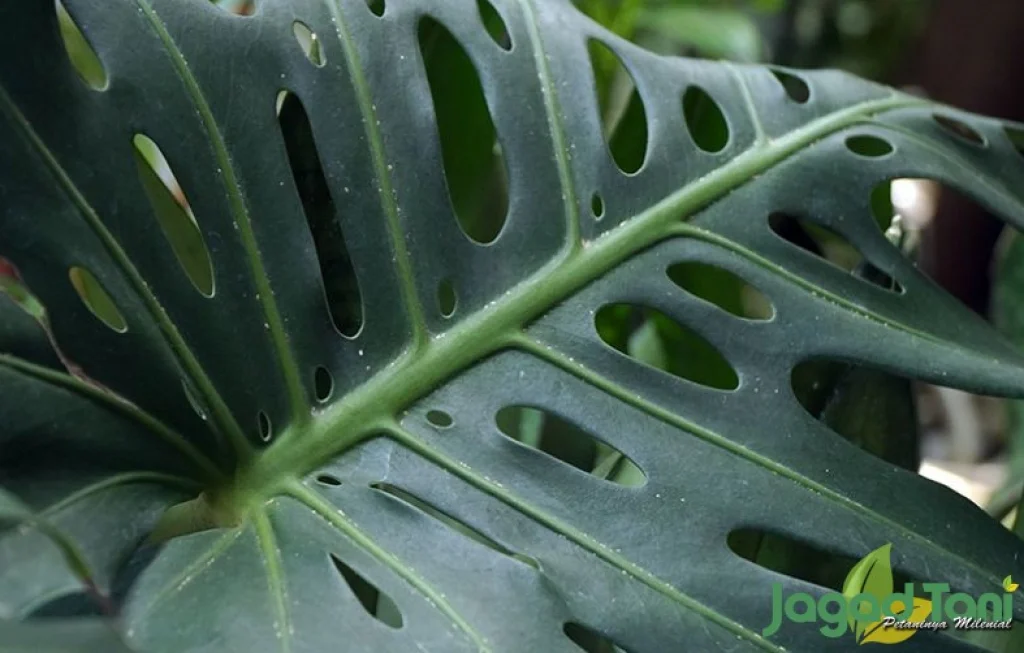 tanaman hias asli Indonesia