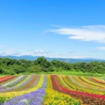 tanaman hias berbuah warna-warni