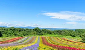 tanaman hias berbuah warna-warni