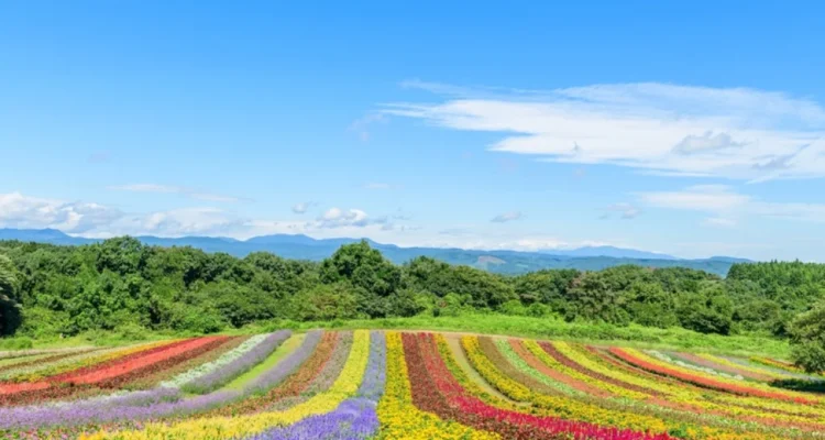 tanaman hias berbuah warna-warni