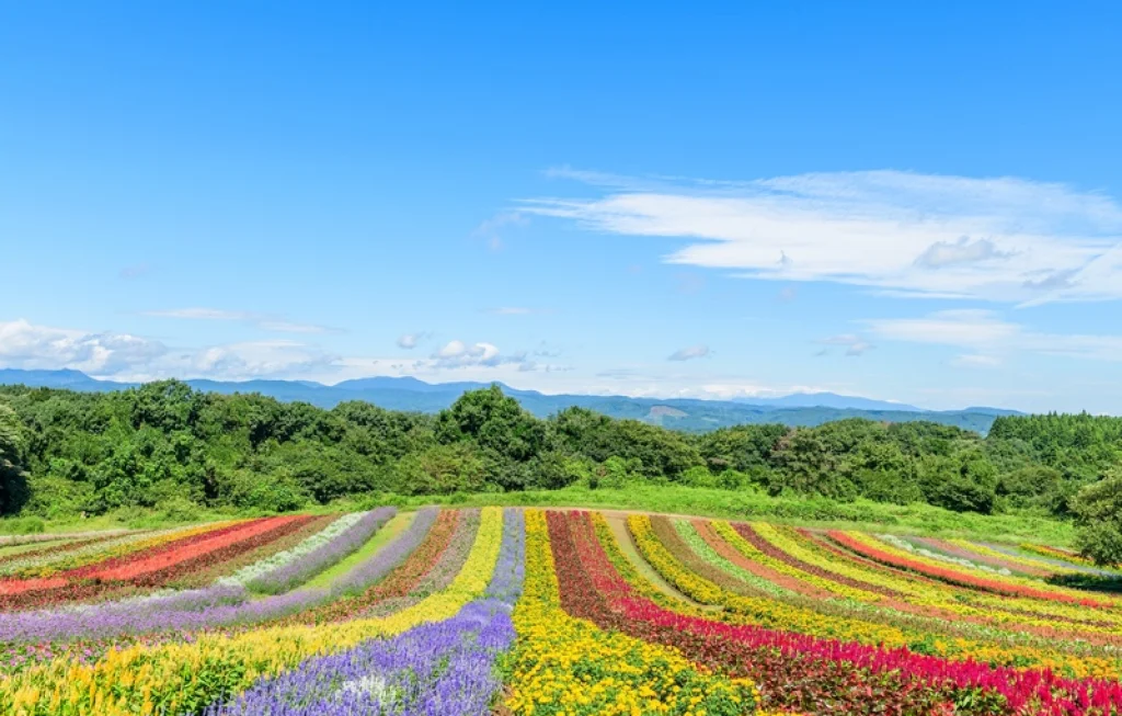 tanaman hias berbuah warna-warni