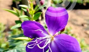 Tanaman Hias Berbunga Tanaman Hias Berbunga