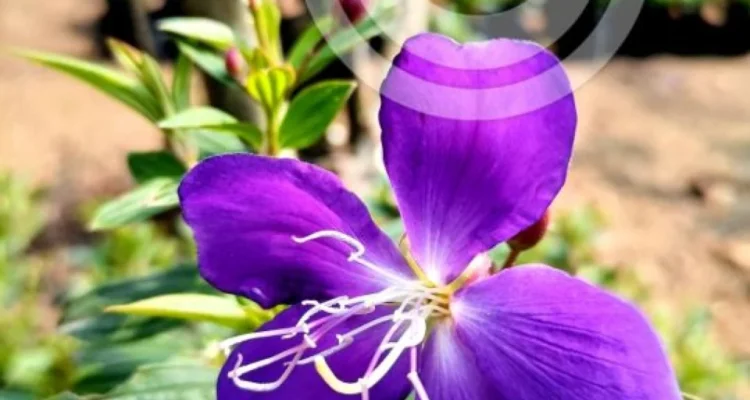 Tanaman Hias Berbunga