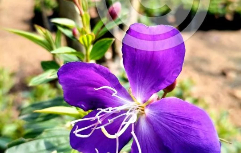 Tanaman Hias Berbunga