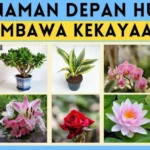 tanaman hias pembawa hoki