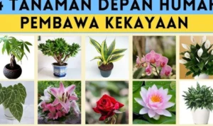 tanaman hias pembawa hoki