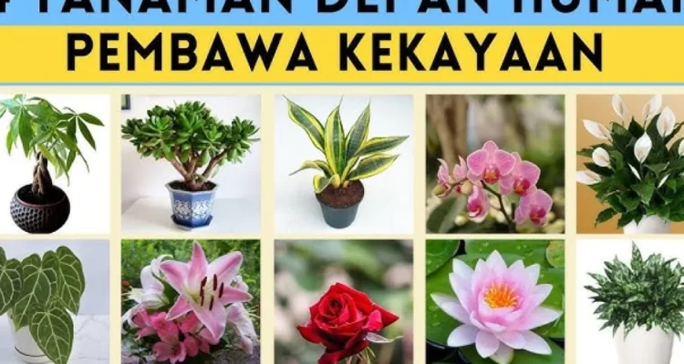 tanaman hias pembawa hoki