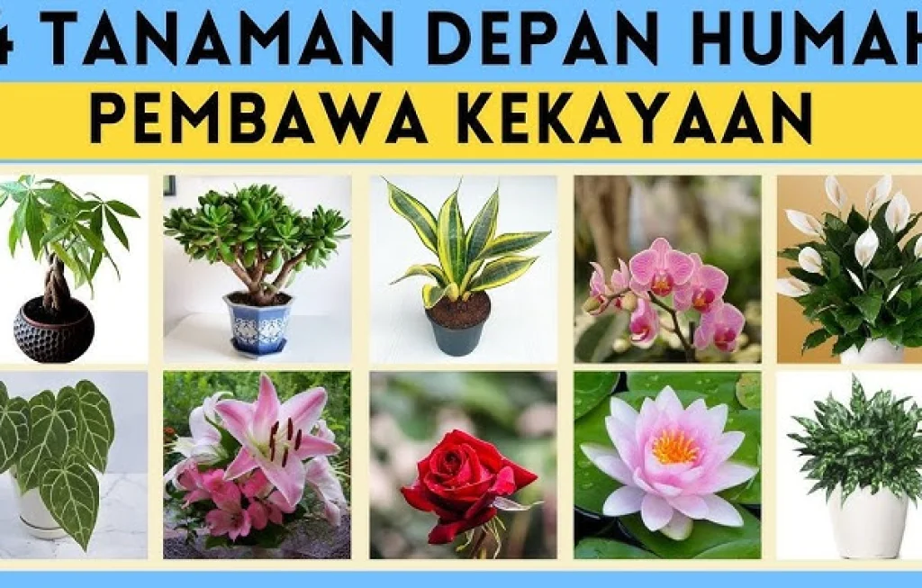 tanaman hias pembawa hoki