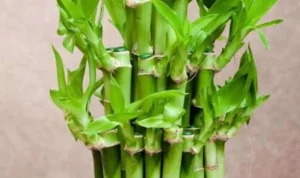 tanaman hias pembawa rezeki