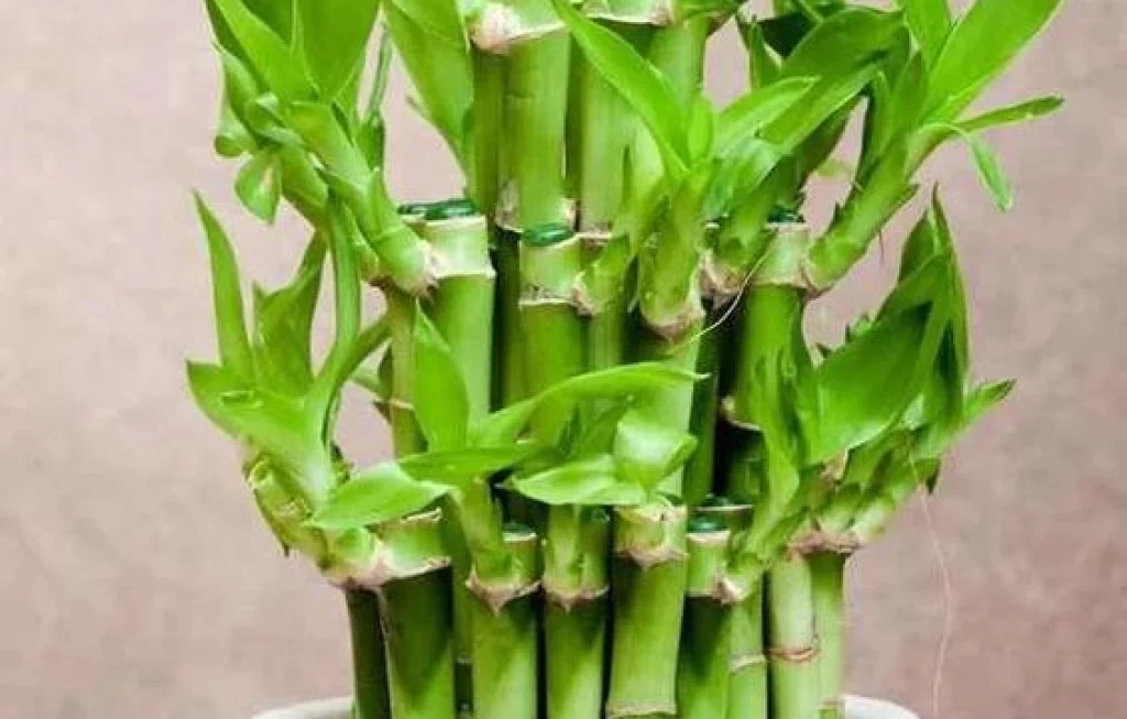 Tanaman Hias Pembawa Rezeki