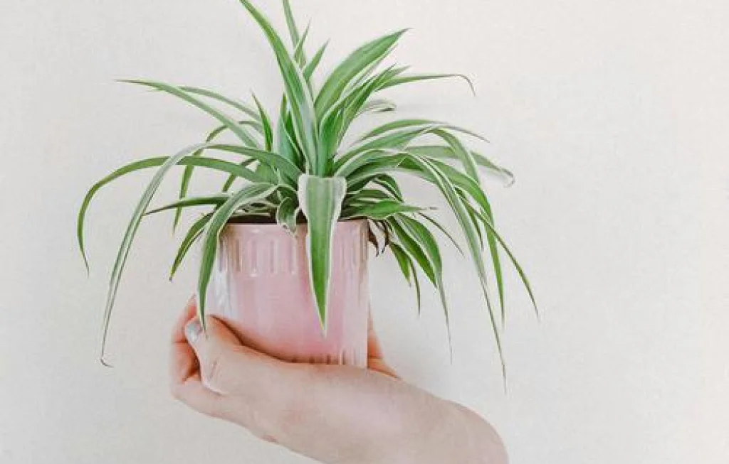 tanaman hias pengusir cicak