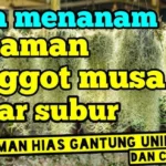 Tanaman Jenggot Musa