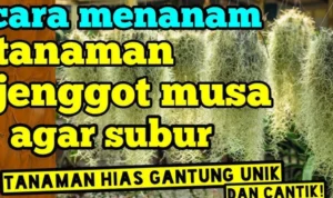 Tanaman Jenggot Musa