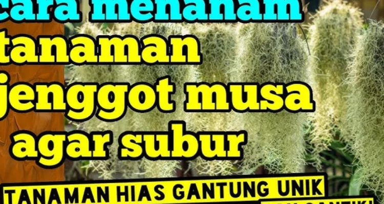 Tanaman Jenggot Musa